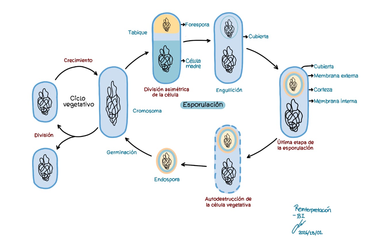 Bacillus cereus en leche